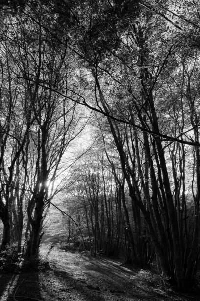 istock Trees in a wood with low sun filtering through and long shadows 869613858