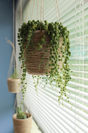 Green succulent plant Senecio rowleyanus in a DIY hanging twine pot by the window at daylight. Design ideas. Hanging garden at home. Three flowerpots hanging by the window.