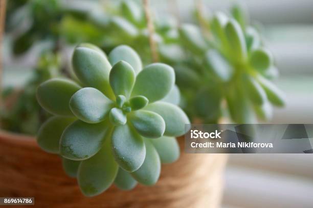 The Fresh Air Of Your Home Stock Photo - Download Image Now - Sempervivum, Cotyledon, Indoors