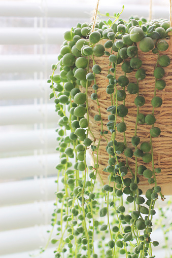 Green succulent plant Senecio rowleyanus in a DIY hanging twine pot by the window at daylight. Design ideas.