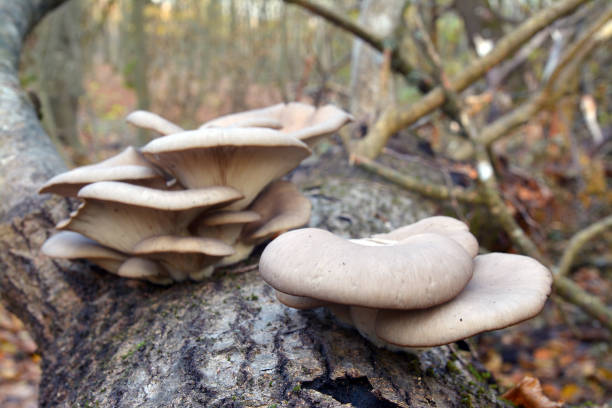 seta de pleurotus ostreatus - edible mushroom mushroom fungus colony fotografías e imágenes de stock