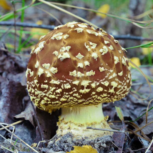 istock Amanita regalis mushroom 869618710