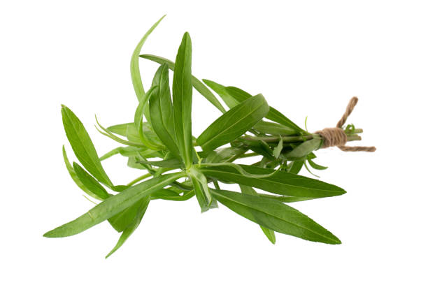 fresh tarragon herbs, tarragon herbs close up isolated on white background - tarragon close up herb bunch imagens e fotografias de stock