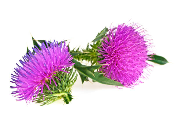 istock Milk thistle (Silybum) flowers isolated on a white background 869622668