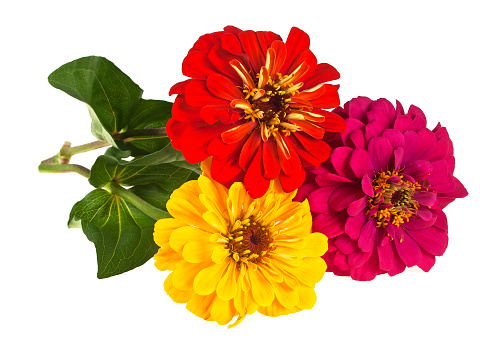 Bouquet of colored zinnia flowers on a white background