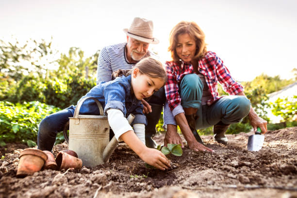 senior couple with grandaughter gardening in the backyard garden. - spring child green small imagens e fotografias de stock