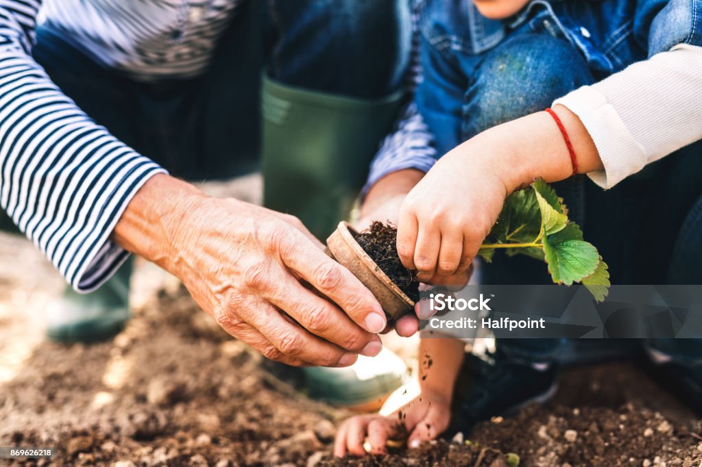 Hombre Senior con nieta de jardinería en el jardín del patio trasero. - Foto de stock de Jardinería libre de derechos