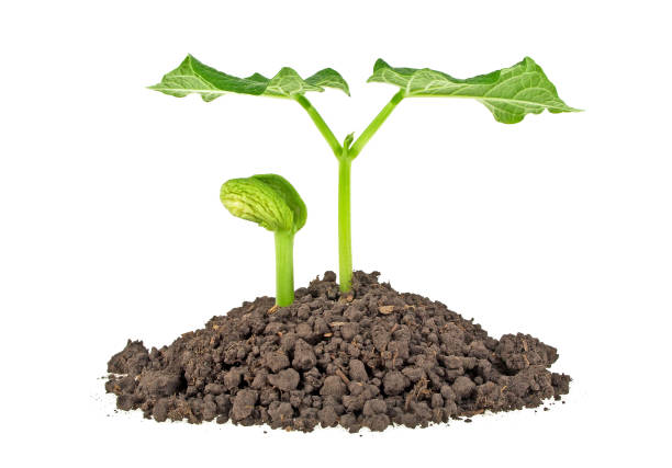 istock Young plants in ground over white background 869626642