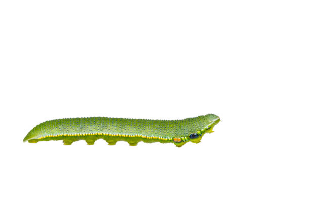 istock Isolated caterpillar of great orange tip butterfly ( Anthocharis cardamines ) on white 869637736