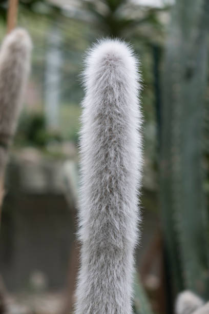istock Cephalocereus senilis close up 869638094