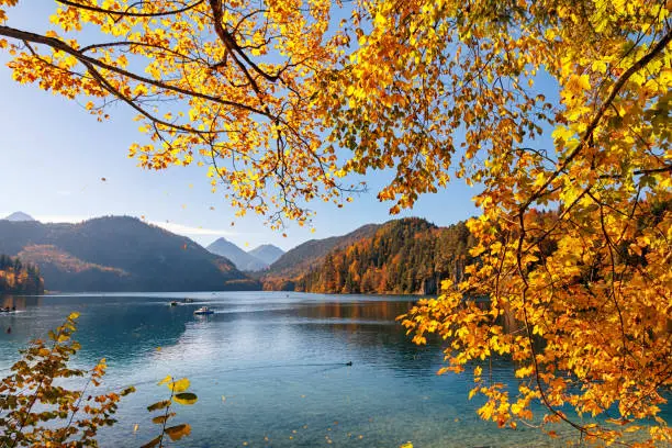 Falling leaves from multicolores trees at sunny autumn day on Alpsee lake in Bavaria, Germany.