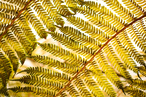 green fern leaves against sky