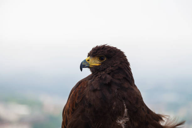 istock Close-up of  Golden Eagle 869640892
