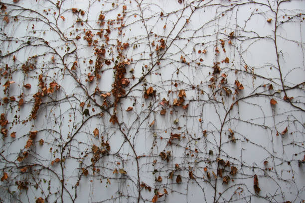 istock White wall background with dry withered ivy leaves plants 869641090