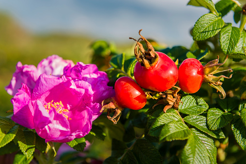 rose hips and blossom