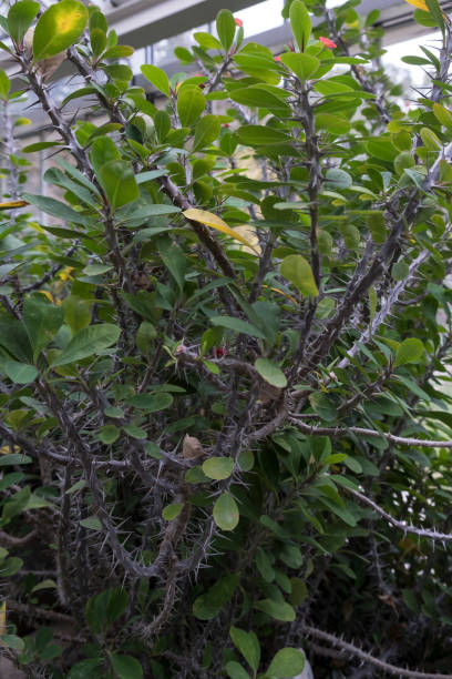 istock Euphorbia milii close up 869646574