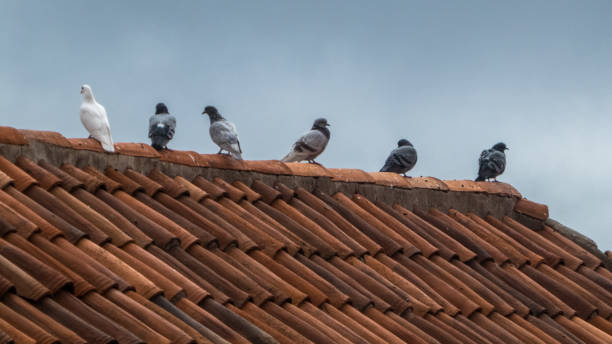istock Pigeons on the roof 869648254