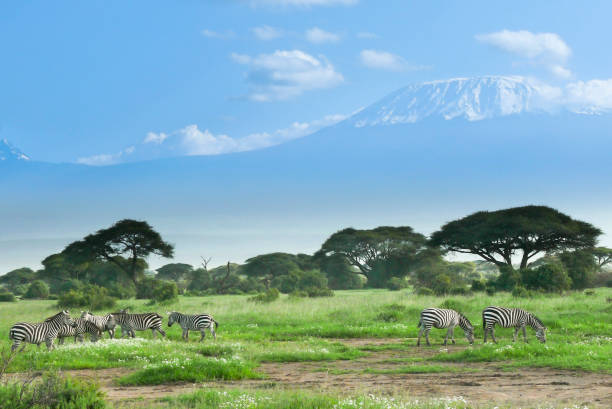 istock Zebras near Kilimanjaro in Kenya 869651520