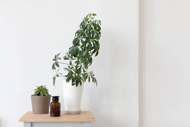 istock Composed flowerpot house plant on bedside tables 869661658