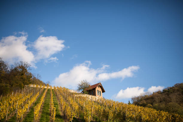 Freyburg, Germany: Autumn coloured vineyard at Saale-Unstrut with the city Freyburg.