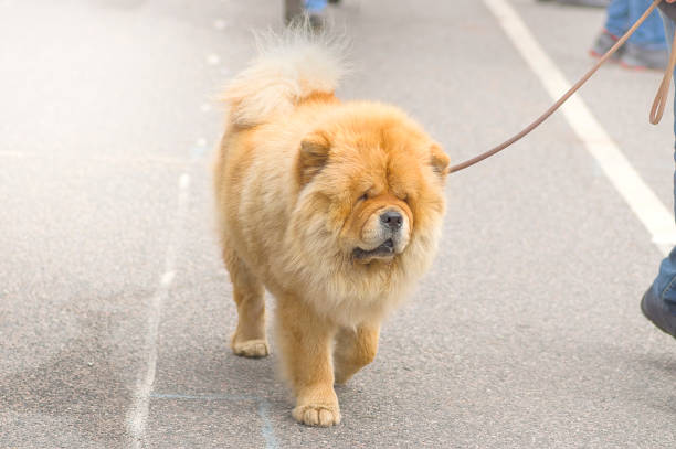 istock Chow-chow dog close-up 869665186