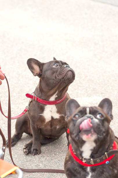 istock French Bulldog Close-up 869665866