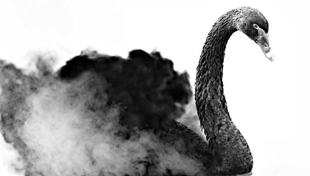black swan - black swan stock-fotos und bilder