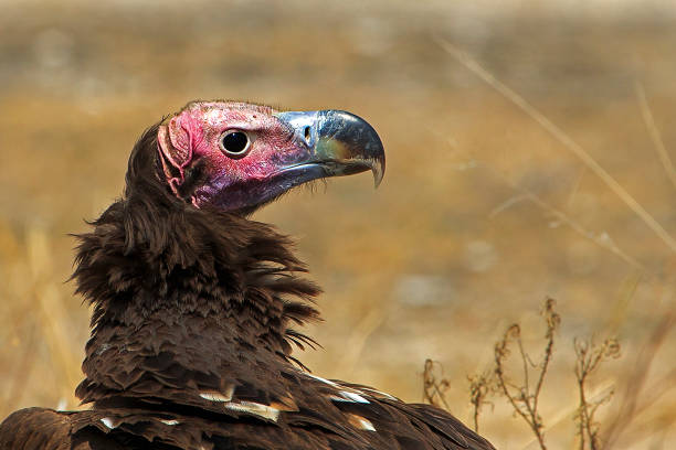 istock Portrait of Lappet-faced vulture 869666622