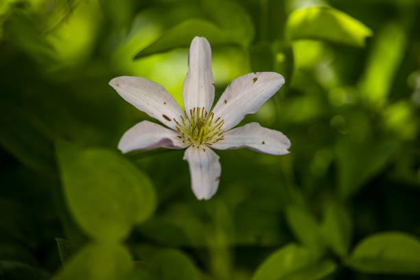 Clematis alpina Clematis alpina growing and blooming in Garden. Summertime flowers. clematis alpina stock pictures, royalty-free photos & images