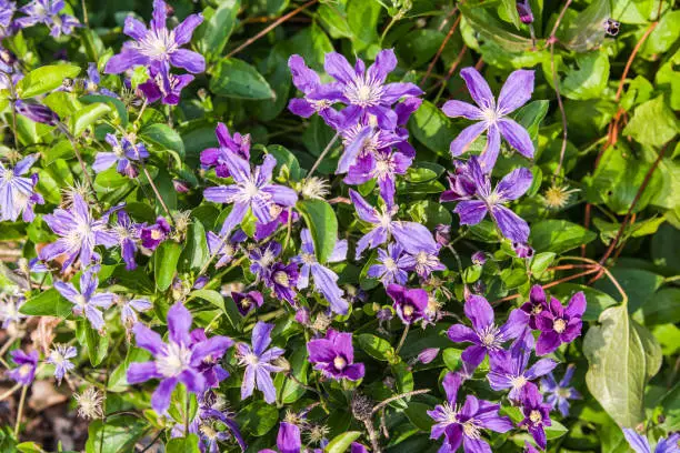 blue Clematis Arabella blooming in summer garden