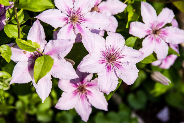 Clematis alpina Clematis alpina growing and blooming in Garden. Summertime flowers. clematis alpina stock pictures, royalty-free photos & images