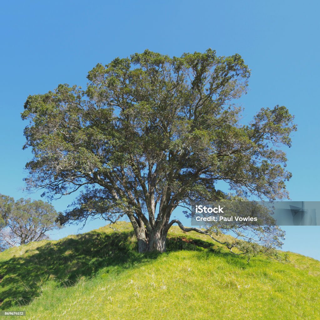 OAK TREE IN MOUNT EDEN DOMAIN PARK - AUCKLAND, NEW ZEALAND Auckland Stock Photo