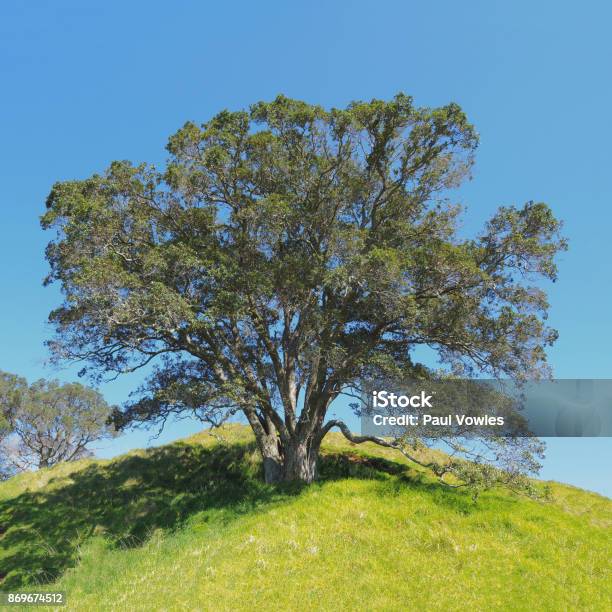 Oak Tree In Mount Eden Domain Park Auckland New Zealand Stock Photo - Download Image Now