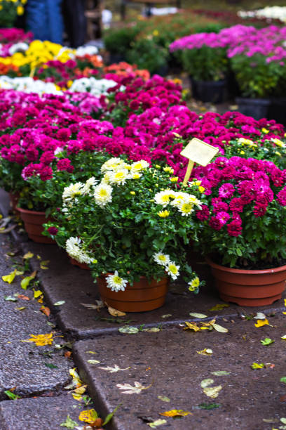 istock A fall potted chrysanthemum in a back yard garden. 869675936