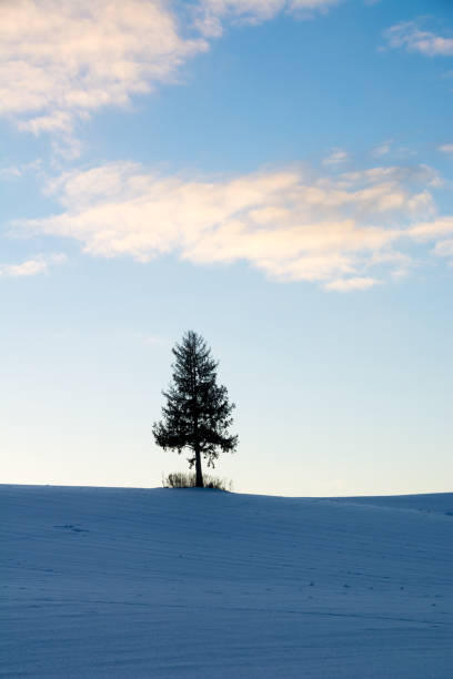 istock Sky of dusk in winter and pine tree on hill 869678970