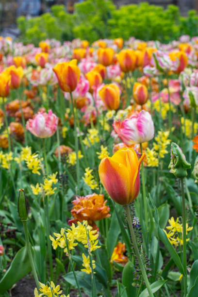 istock One orange tulip with some other flowers 869679288