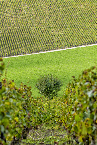 French vineyards after harvesting