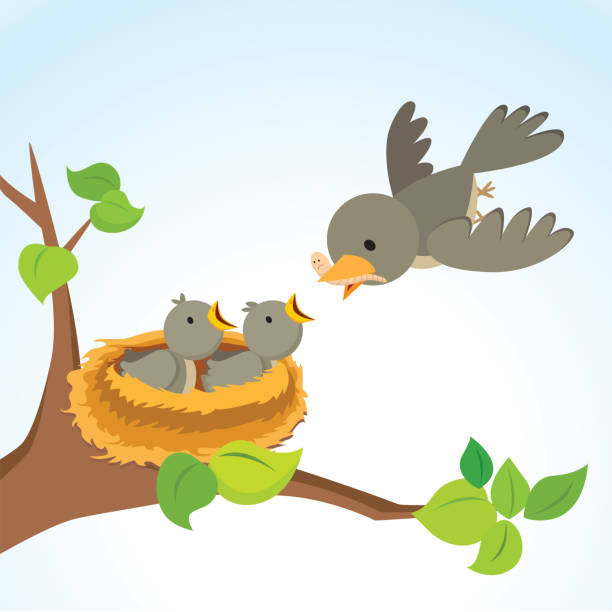 ilustrações, clipart, desenhos animados e ícones de mãe de alimentar o bebê aves-pássaro - ninho de animal