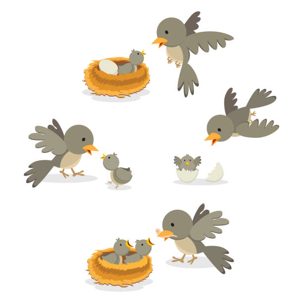 illustrazioni stock, clip art, cartoni animati e icone di tendenza di famiglia di uccelli - nido di animale