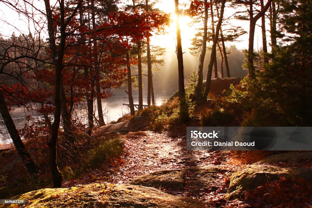 Autumn nature sunrise Sunrise in the woods next to a lake during golden hour in autumn Autumn Stock Photo