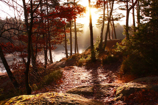 Autumn nature sunrise stock photo