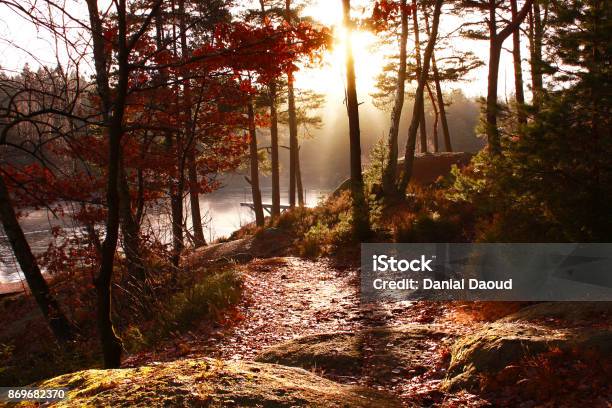 Autumn Nature Sunrise Stock Photo - Download Image Now - Autumn, Forest, Golden Hour