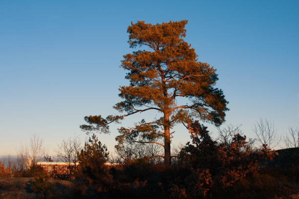 A single standing tree in autumn with a clear blue sky stock photo