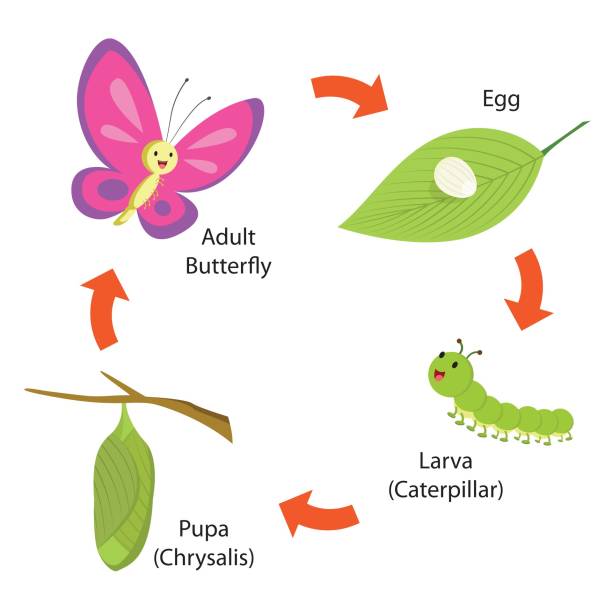蝶のライフサイクル - arrow sign点のイラスト素材／クリップアート素材／マンガ素材／アイコン素材