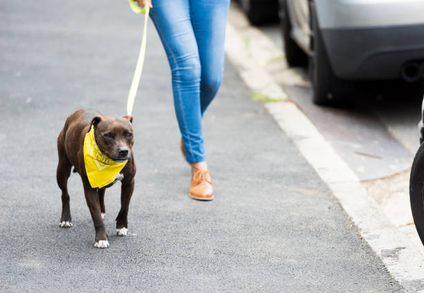 Photo of woman walking with a dog on a leash