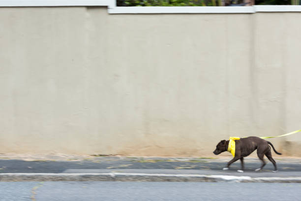 Photo of woman walking with a dog on a leash