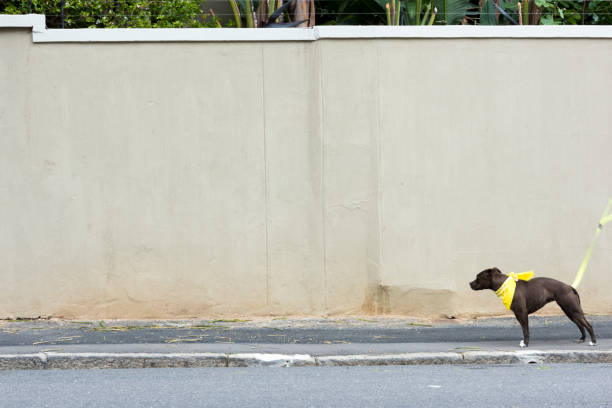 Photo of woman walking with a dog on a leash