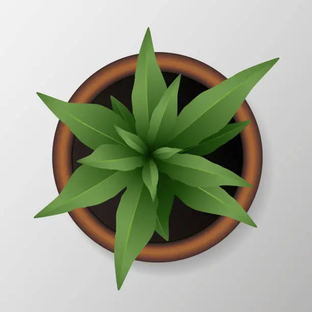 Vector illustration of Realistic green plant with green leaves in flowerpot from above - vector illustration