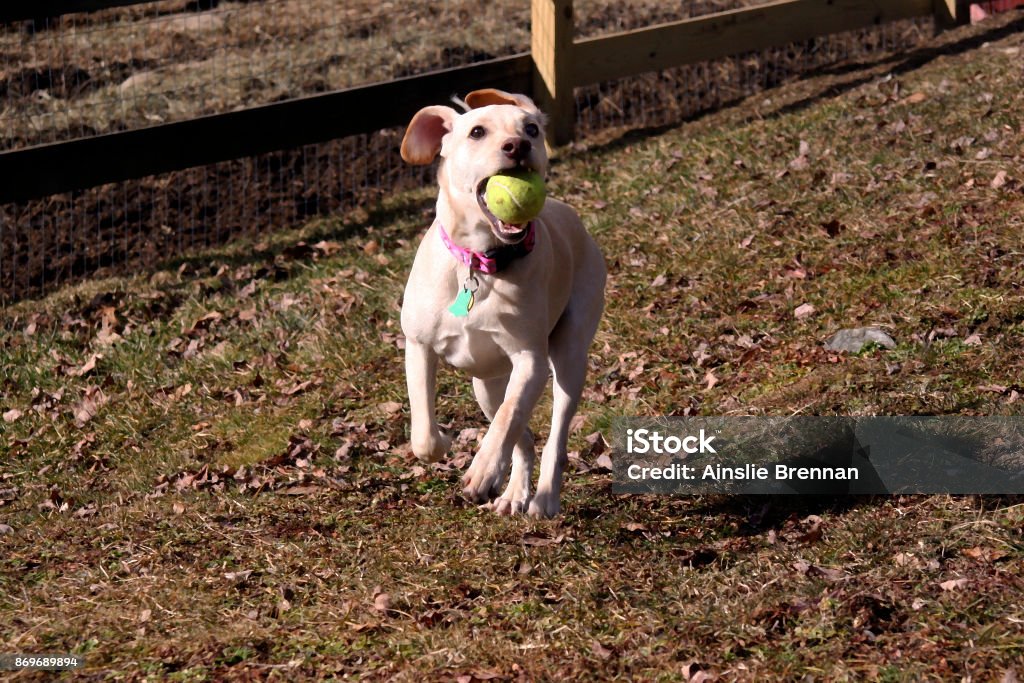 Topu delikanlı oyna - Royalty-free ABD Stok görsel Topu delikanlı oyna - Royalty-free ABD Stok görsel