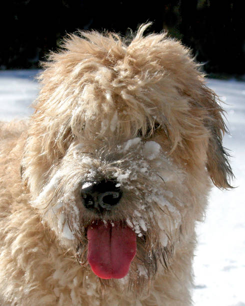 istock Snowy Wheaten Terrier 869691080